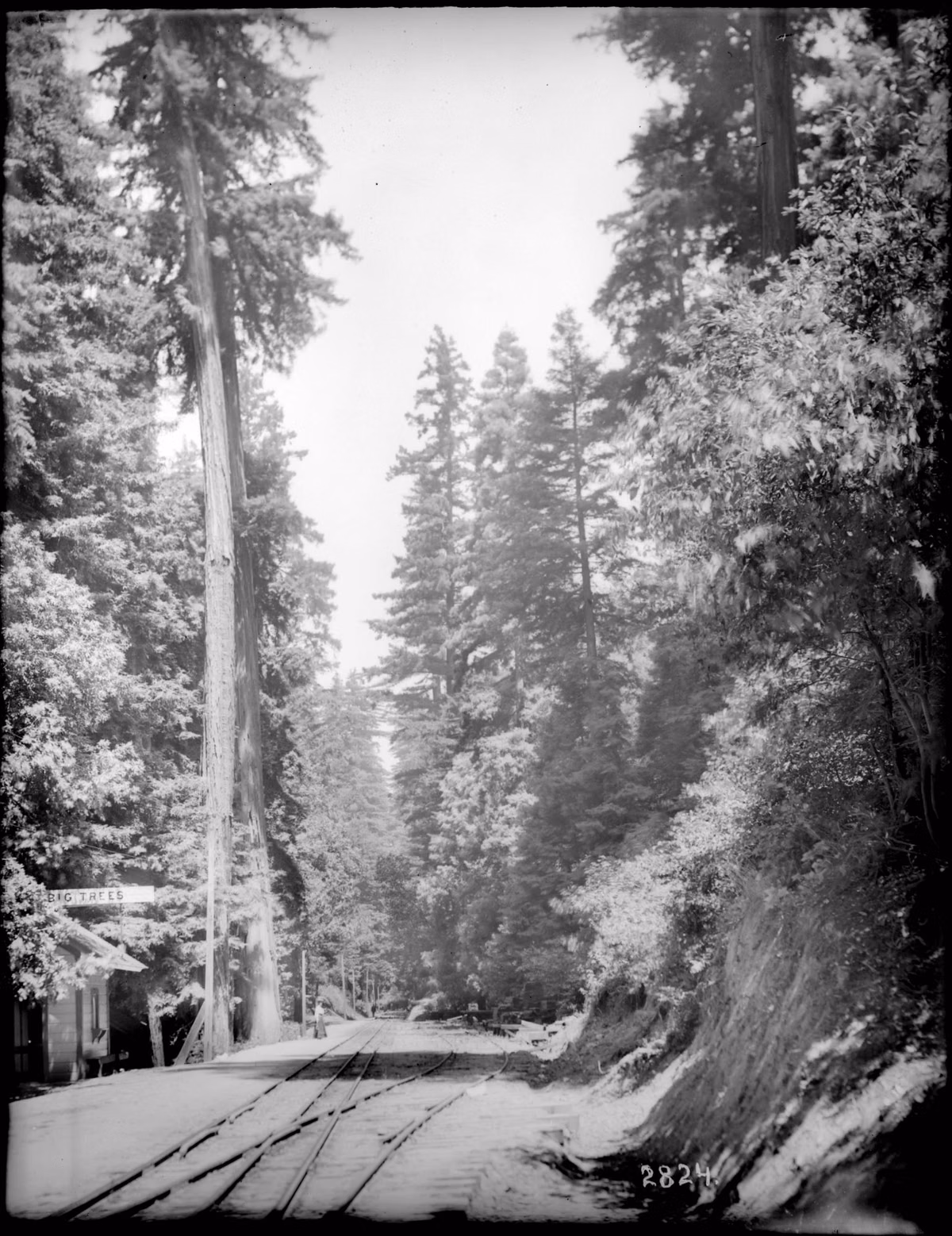 Photograph from about 1908 of railway tracks through the redwood forest near Santa Cruz