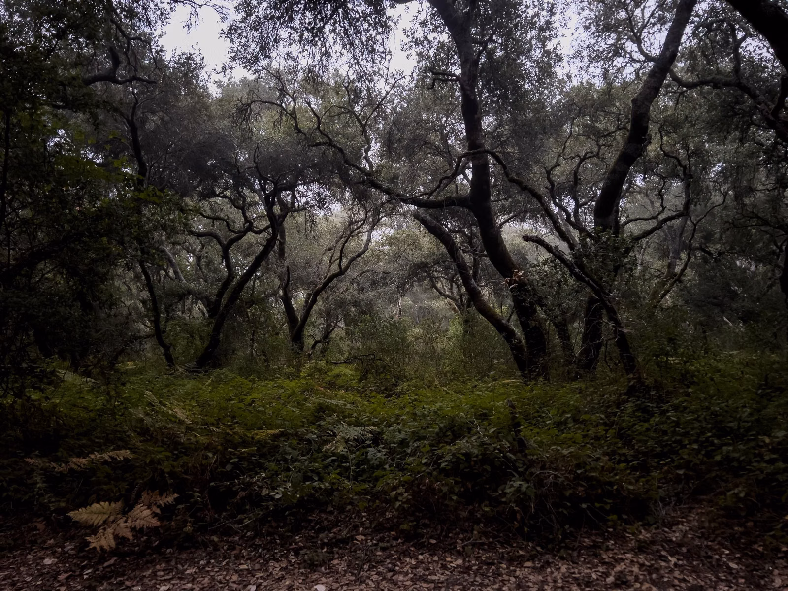 Morning light in oak and evergreen woodland at Henry Cowell Redwoods State Park
