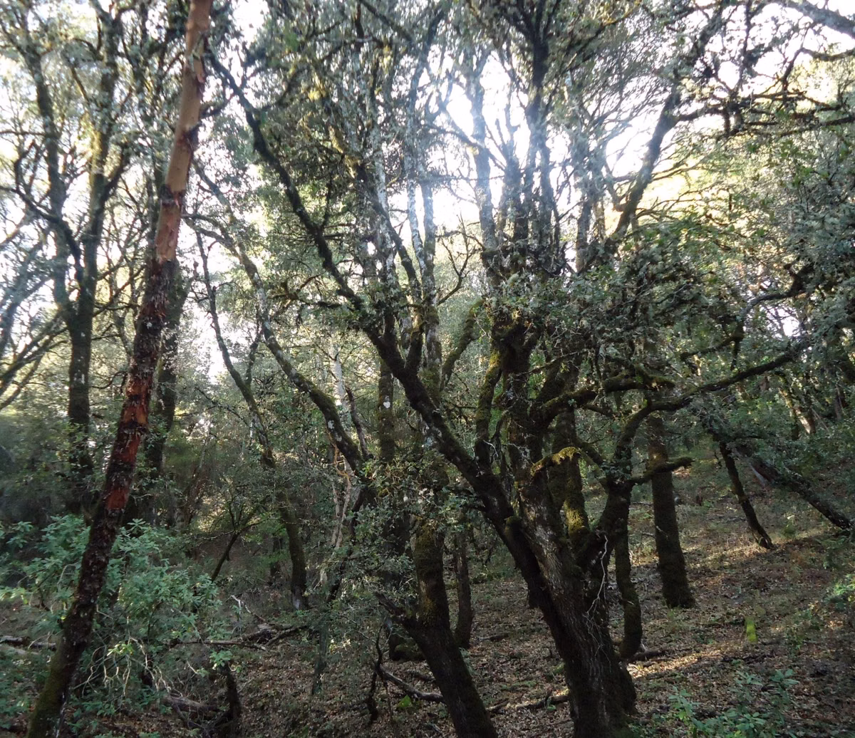 Mixed oak and evergreen forest in the Santa Cruz Mountains