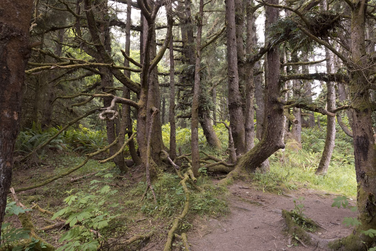 A trail through coastal forest in California's redwood country