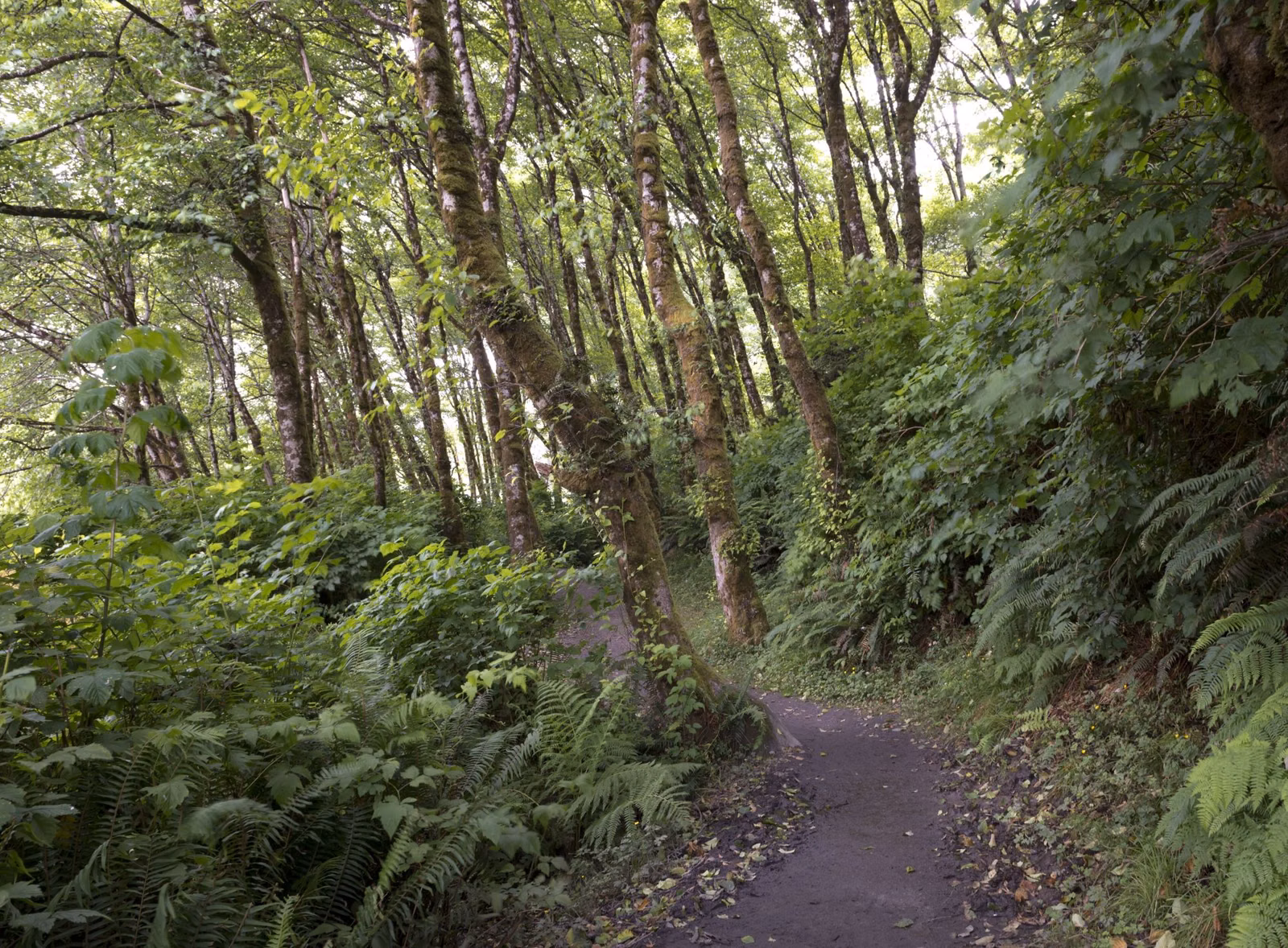 A trail through a fern-lined forest canyon in California's redwood country