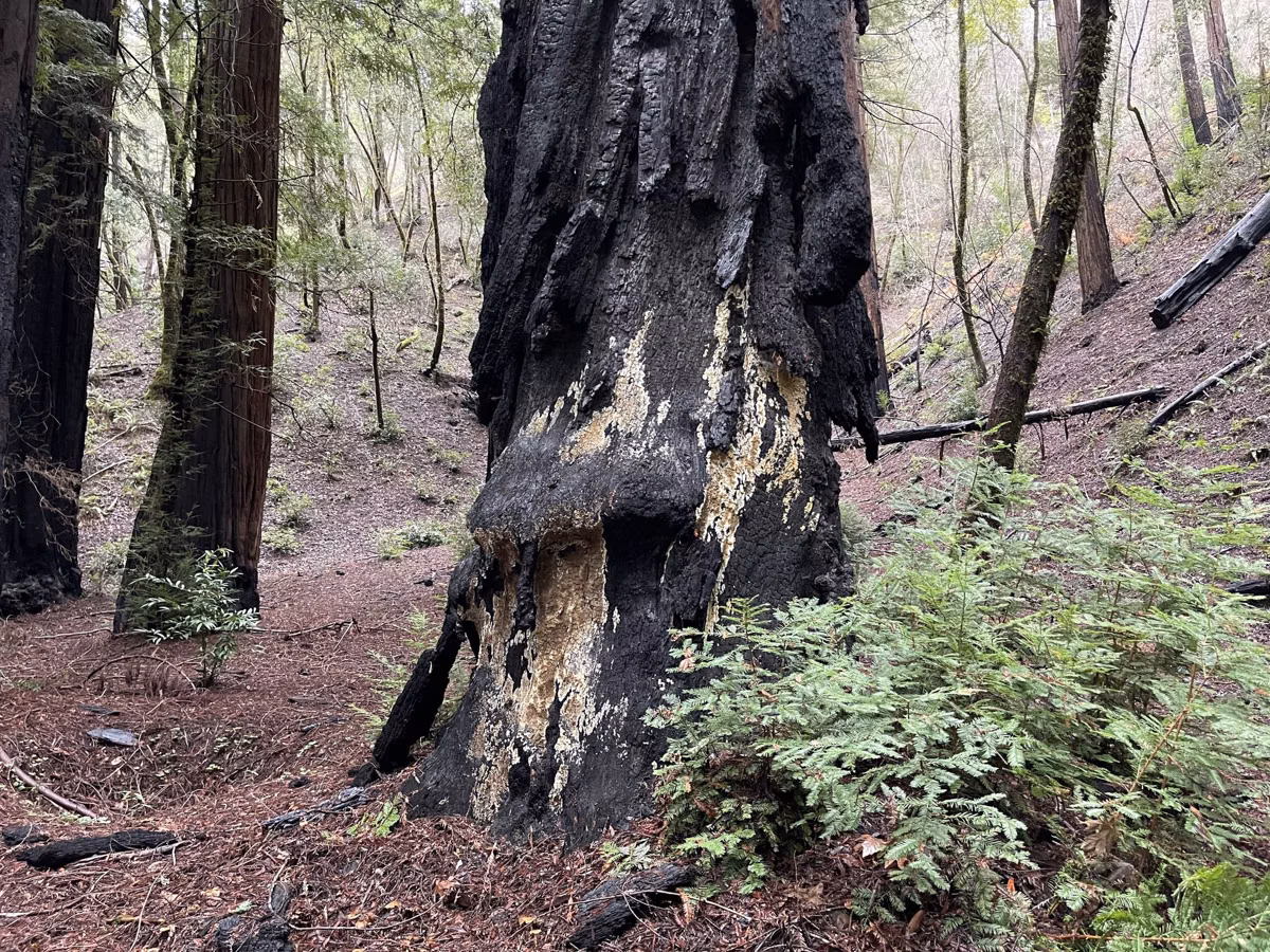 A fire-scarred redwood trunk on a forested hillside
