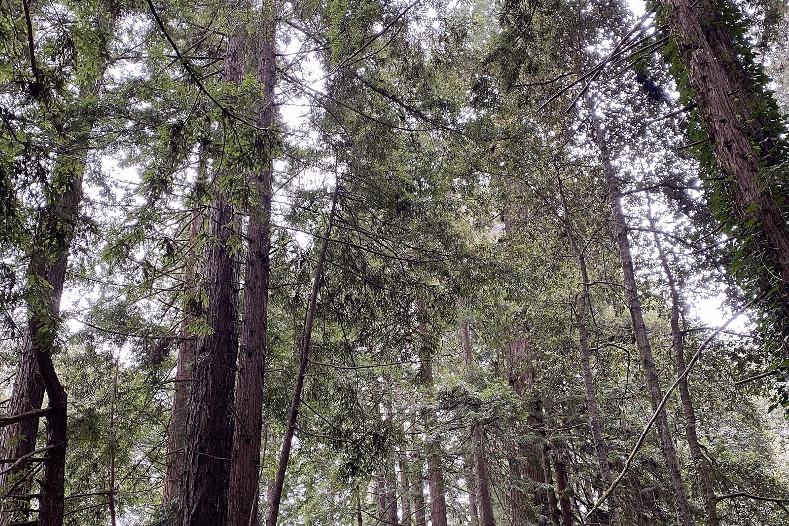 Tall redwoods rising to the canopy