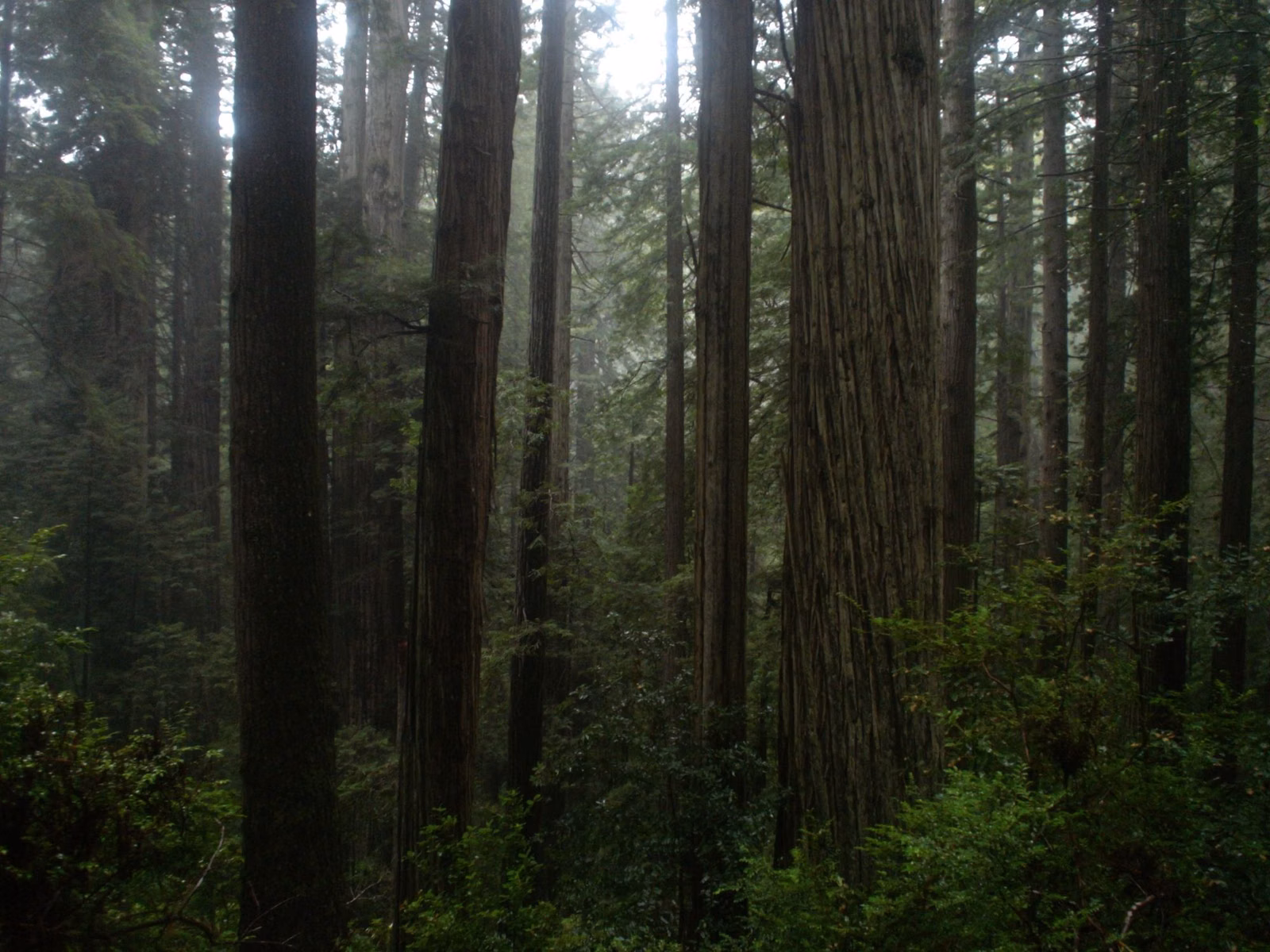 Tall coast redwood forest in soft light
