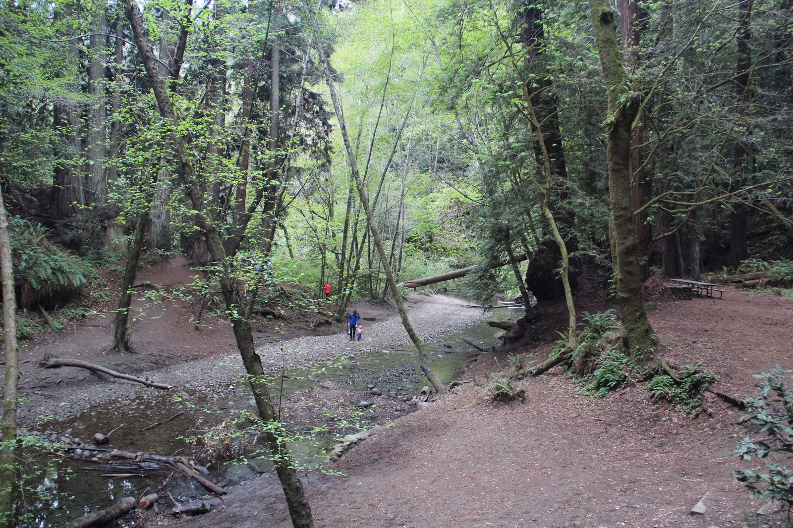 A trail beside a creek bed in redwood forest, with a hiker in the distance