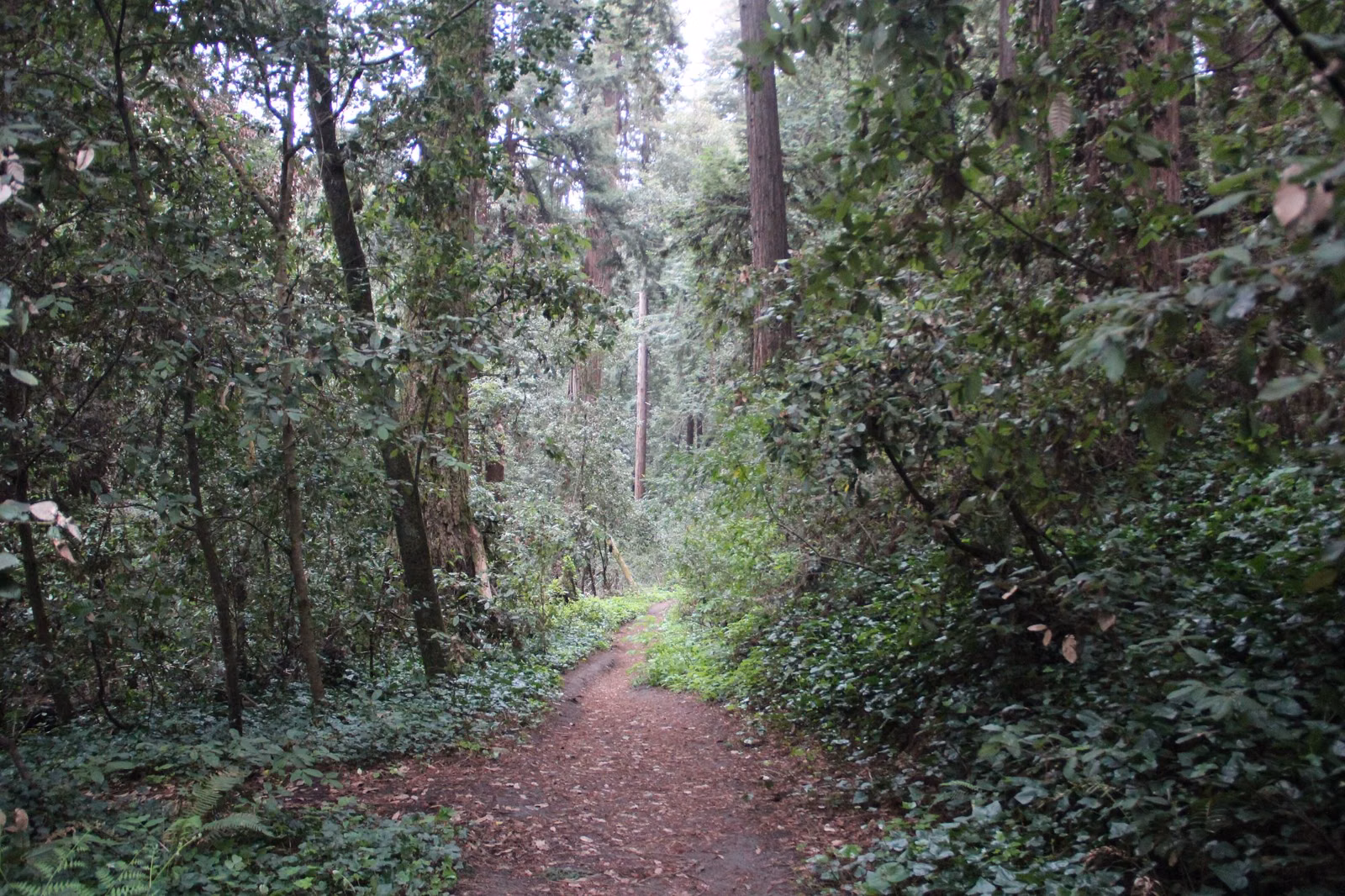 A narrow hiking trail through redwood and tanoak forest in the Santa Cruz Mountains
