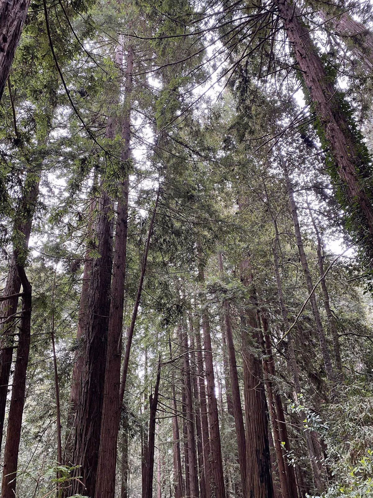 Looking up at tall coast redwoods in the Santa Cruz Mountains