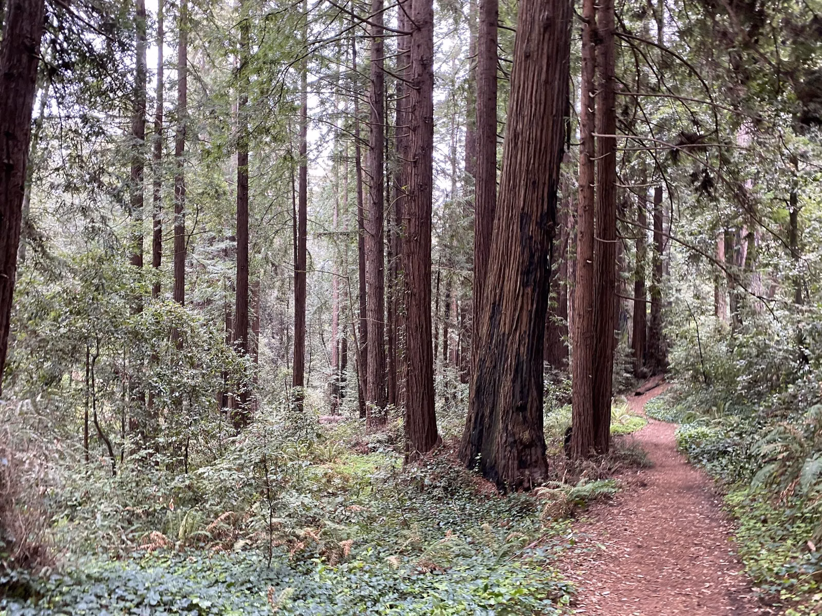 A dirt trail through second-growth coast redwoods in the Santa Cruz Mountains