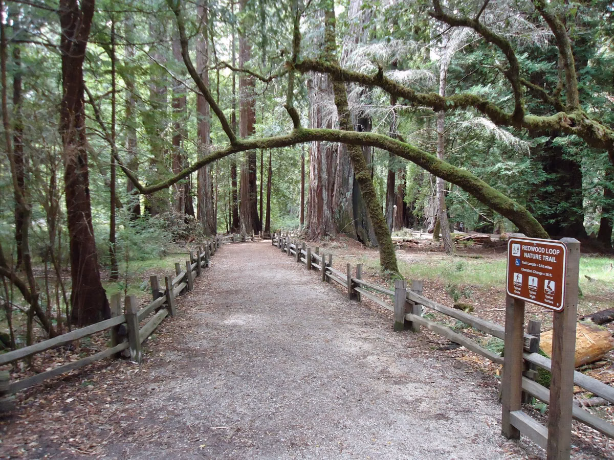 A wide trail with a wooden fence through a redwood grove