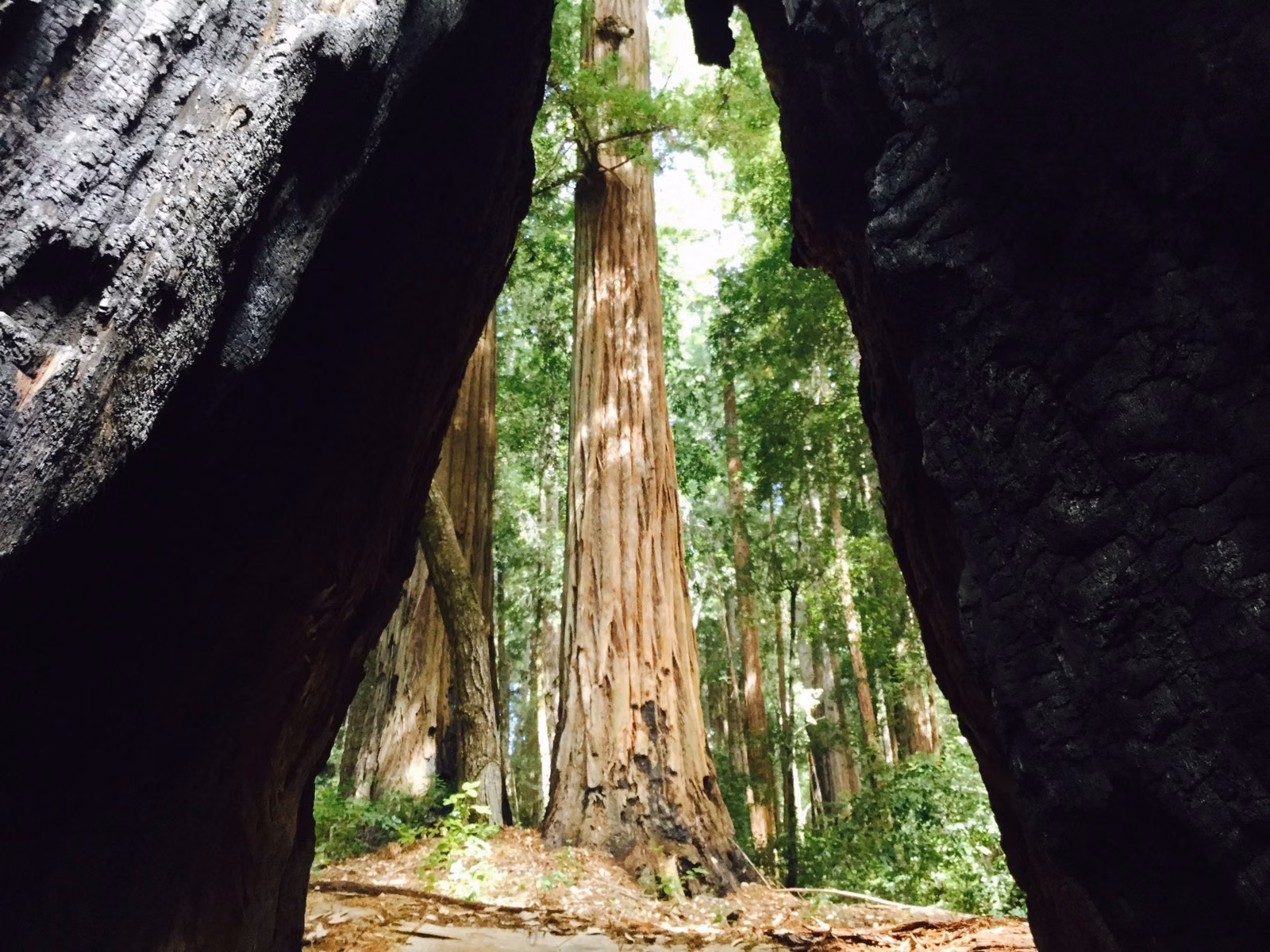 Tall redwoods seen through a gap between two burned trunks