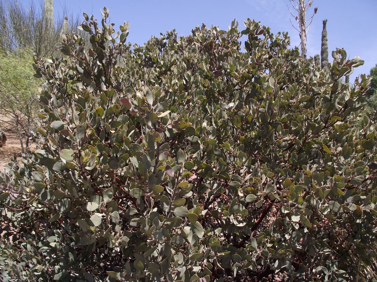 A dense manzanita shrub of the kind that grows in California chaparral