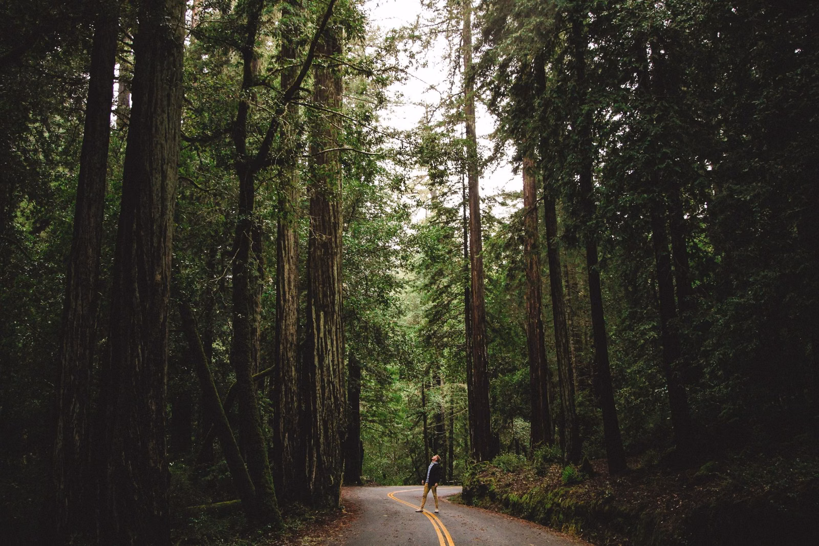 A road running through tall redwoods in the Santa Cruz Mountains