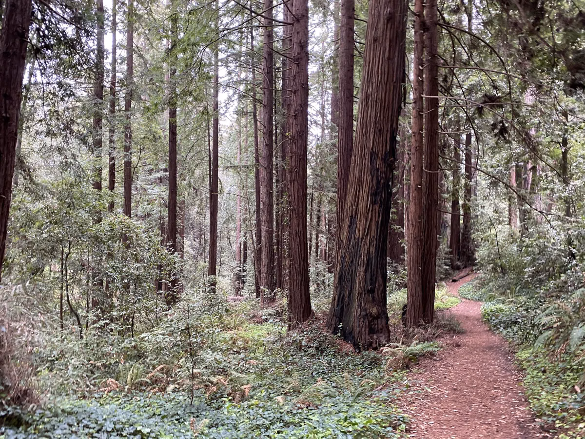 A dirt trail through redwood forest in spring