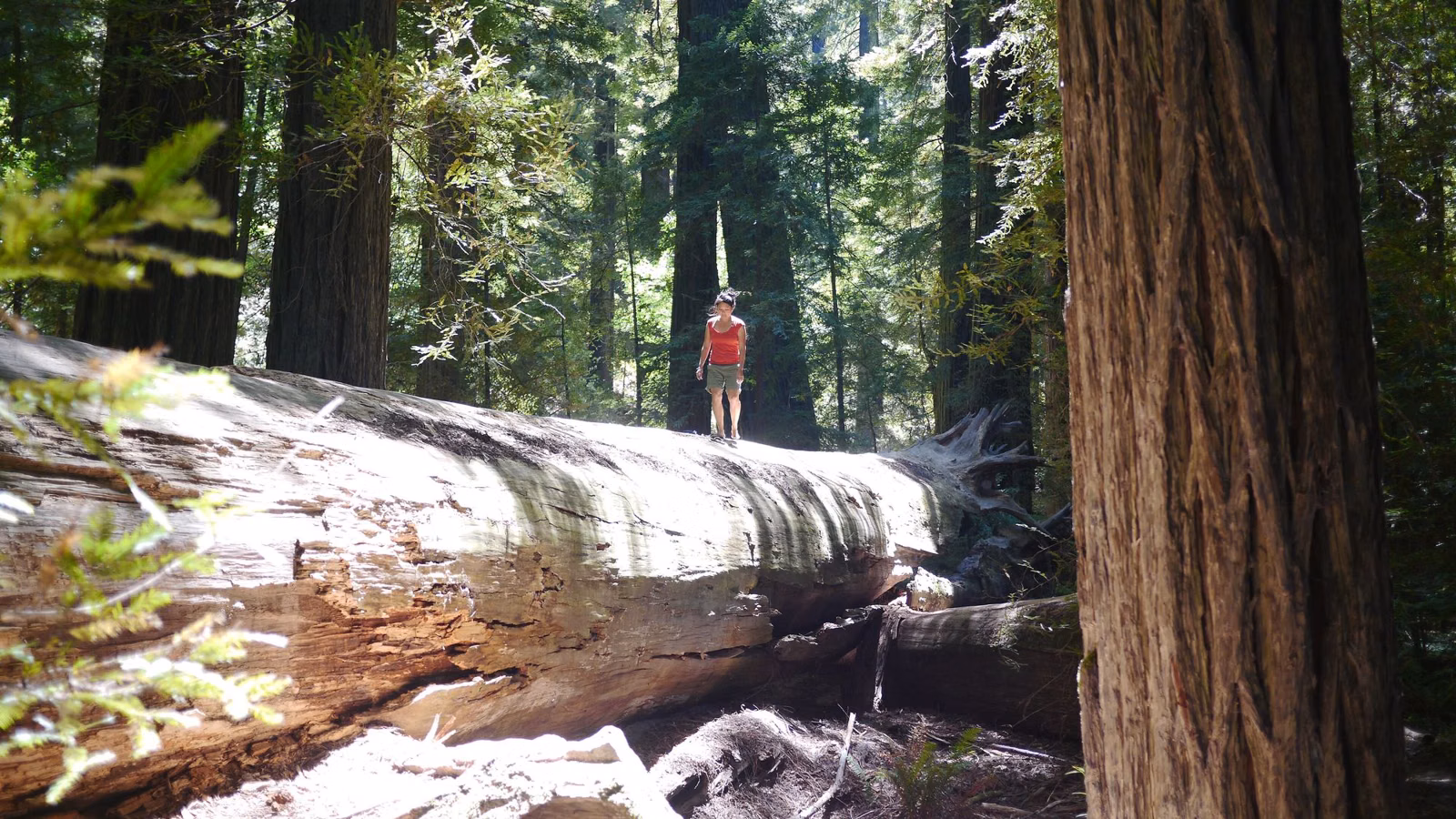A walker on a huge fallen redwood among tall standing trees