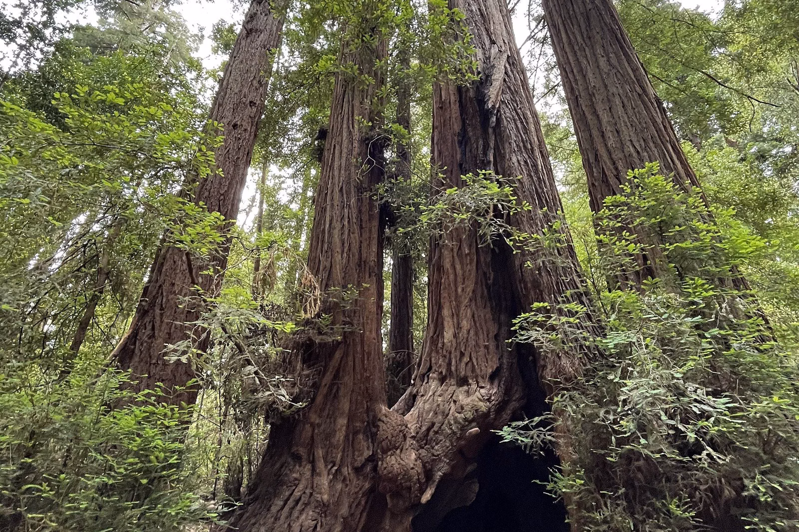 Tall coast redwoods with a hollow at the base in Henry Cowell Redwoods State Park