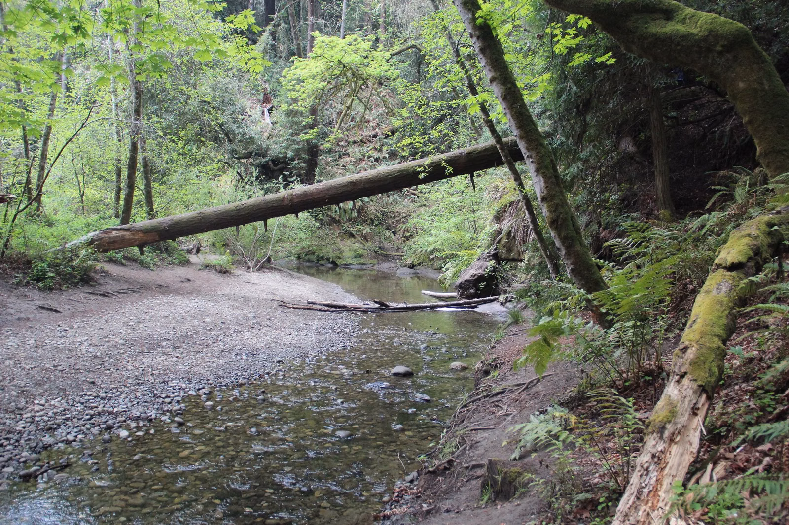 A shallow creek with gravel bars under redwoods and alders in the Santa Cruz Mountains