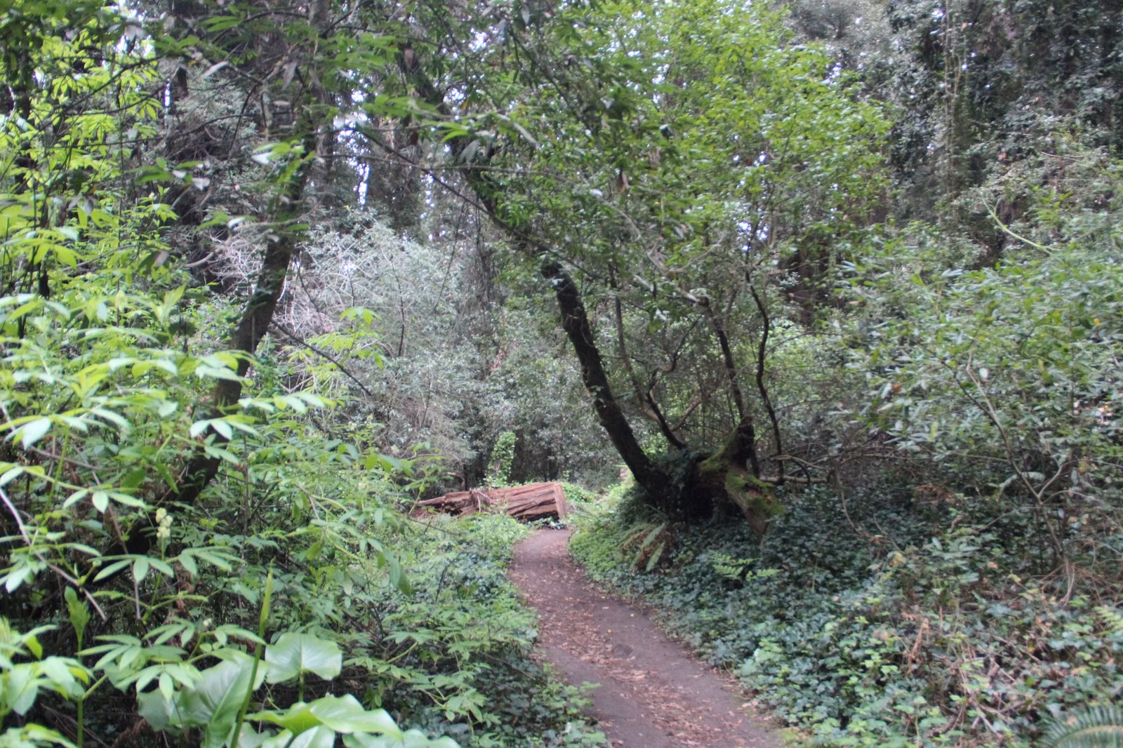 A trail curving through redwood forest and undergrowth in the Santa Cruz Mountains